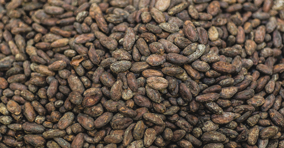 raw cacao beans