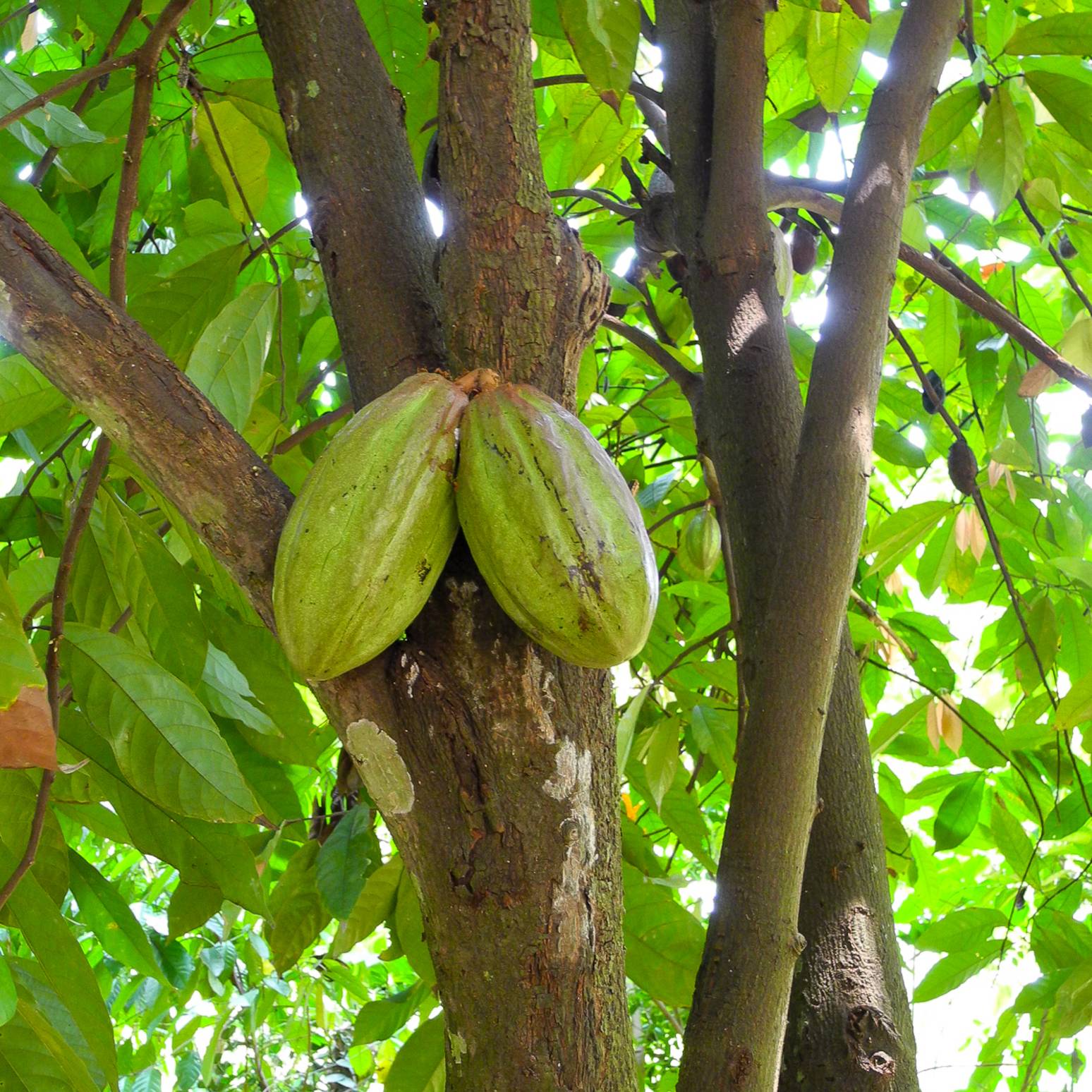 cacao pods on tree